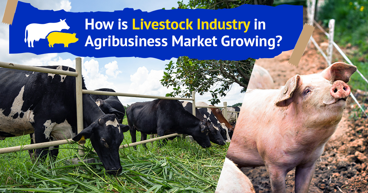 how-is-livestock-industry-in-agribusiness-market-growing-og